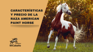 Características y precio de la raza American Paint Horse