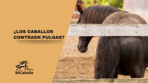¿Los caballos contraen pulgas?